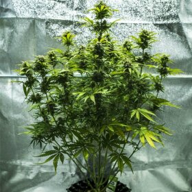 Royal Queen Seeds Royal Haze AUTO - 3 autoflowering Samen