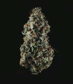 Royal Queen Seeds Royal Haze AUTO - 3 autoflowering Samen