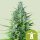 Royal Queen Seeds Royal Haze AUTO - 3 autoflowering Samen