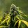 Royal Queen Seeds Royal Haze AUTO - 3 automatisierte Samen