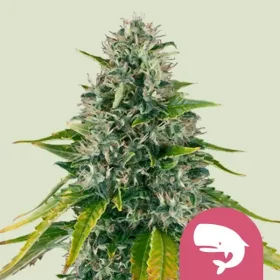 Royal Queen Seeds Royal Moby - 3 feminisierte Samen