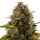 Royal Queen Seeds Royal Moby - 3 feminisierte Samen