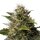 Royal Queen Seeds Royal Moby - 3 feminisierte Samen