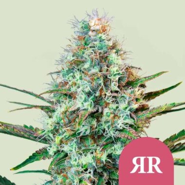 Royal Queen Seeds Royal Runtz - 3 feminisierte Samen