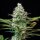 Royal Queen Seeds Royal Runtz - 3 feminisierte Samen