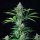 Royal Queen Seeds Royal Runtz - 3 feminisierte Samen