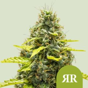 Royal Queen Seeds Royal Runtz AUTO - 3 automated seeds