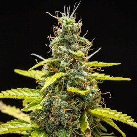 Royal Queen Seeds Royal Runtz AUTO - 3 autoflowering Samen