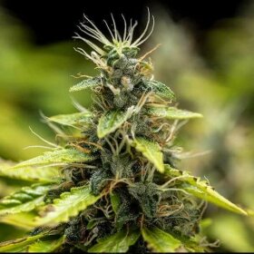 Royal Queen Seeds Royal Runtz AUTO - 3 autoflowering Samen