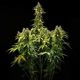 Royal Queen Seeds Royal Runtz AUTO - 3 autoflowering Samen