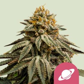 Royal Queen Seeds Royal Skywalker - 3 feminisierte Samen