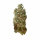 Royal Queen Seeds Royal Skywalker - 3 feminisierte Samen