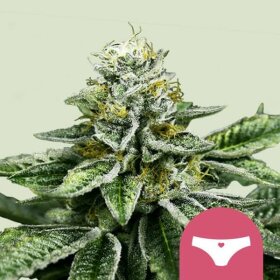 Royal Queen Seeds Sherbet Queen - 3 feminized seeds