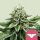 Royal Queen Seeds Sherbet Queen - 3 feminisierte Samen