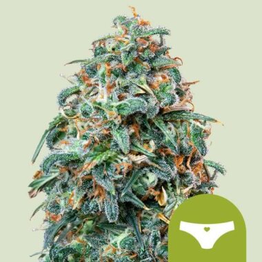 Royal Queen Seeds Sherbet Queen AUTO - 3 autoflowering Samen