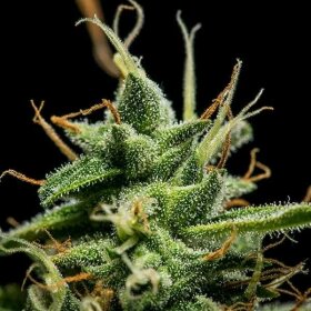 Royal Queen Seeds Sherbet Queen AUTO - 3 autoflowering Samen