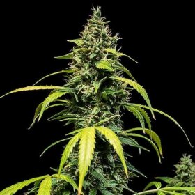 Royal Queen Seeds Sherbet Queen AUTO - 3 autoflowering Samen