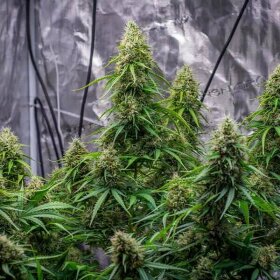 Royal Queen Seeds Sherbet Queen AUTO - 3 autoflowering Samen