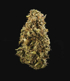 Royal Queen Seeds Sherbet Queen AUTO - 3 autoflowering Samen