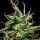 Royal Queen Seeds Sherbet Queen AUTO - 3 autoflowering Samen