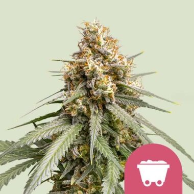 Royal Queen Seeds Shining Silver Haze - 3 feminisierte Samen