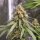 Royal Queen Seeds Shining Silver Haze - 3 feminisierte Samen