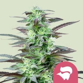 Royal Queen Seeds Skunk XL - 3 feminisierte Samen