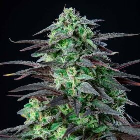 Royal Queen Seeds Skunk XL - 3 feminisierte Samen