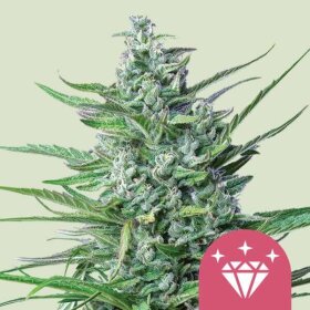 Royal Queen Seeds Special Kush #1 - 3 feminized seeds