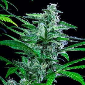 Royal Queen Seeds Special Kush #1 - 3 feminisierte Samen