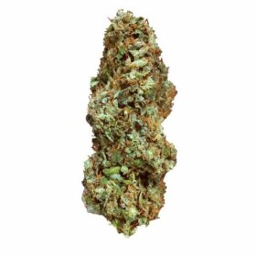 Royal Queen Seeds Special Kush #1 - 3 feminisierte Samen