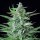 Royal Queen Seeds Special Kush #1 - 3 feminisierte Samen