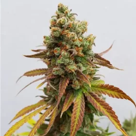 Royal Queen Seeds Special Queen #1 - 3 feminized seeds