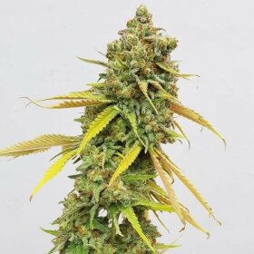 Royal Queen Seeds Special Queen #1 - 3 feminisierte Samen