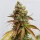 Royal Queen Seeds Special Queen #1 - 3 feminisierte Samen