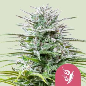 Royal Queen Seeds Speedy Chile Fast Version - 3 feminized seeds