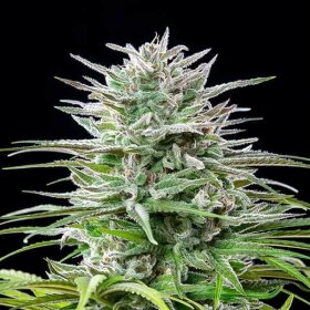 Royal Queen Seeds Speedy Chile Fast Version - 3 feminisierte Samen