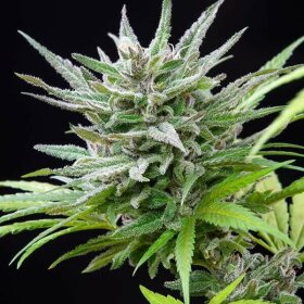 Royal Queen Seeds Speedy Chile Fast Version - 3 feminisierte Samen