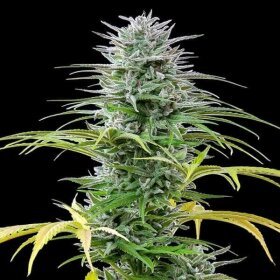 Royal Queen Seeds Speedy Chile Fast Version - 3 feminisierte Samen