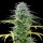 Royal Queen Seeds Speedy Chile Fast Version - 3 feminisierte Samen