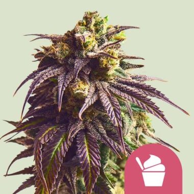 Royal Queen Seeds Sundae Driver - 3 feminisierte Samen