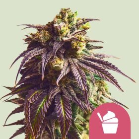 Royal Queen Seeds Sundae Driver - 3 feminized seeds