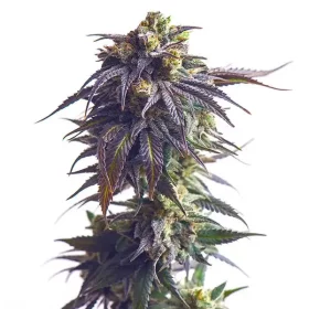 Royal Queen Seeds Sundae Driver - 3 feminisierte Samen