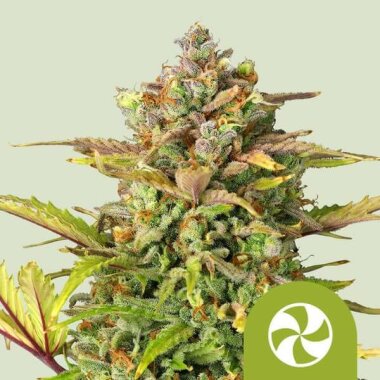 Royal Queen Seeds Sweet ZZ AUTO - 3 automatisierte Samen