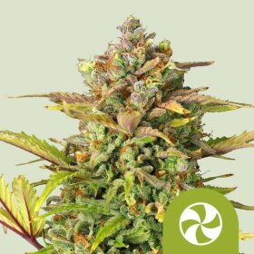 Royal Queen Seeds Sweet ZZ AUTO - 3 autoflowering Samen