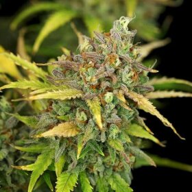 Royal Queen Seeds Sweet ZZ AUTO - 3 autoflowering Samen