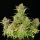 Royal Queen Seeds Sweet ZZ AUTO - 3 autoflowering Samen