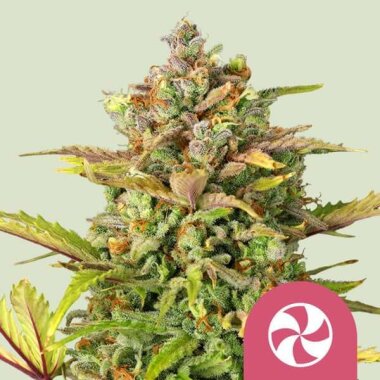 Royal Queen Seeds Sweet ZZ - 3 feminisierte Samen