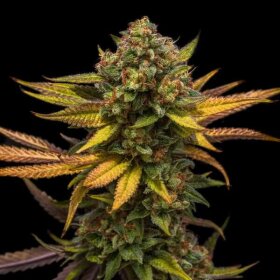 Royal Queen Seeds Sweet ZZ - 3 feminisierte Samen