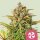 Royal Queen Seeds Sweet ZZ - 3 feminisierte Samen